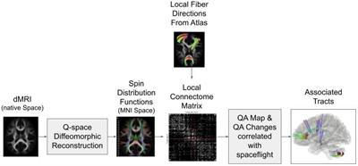 Brain Connectometry Changes in Space Travelers After Long-Duration Spaceflight